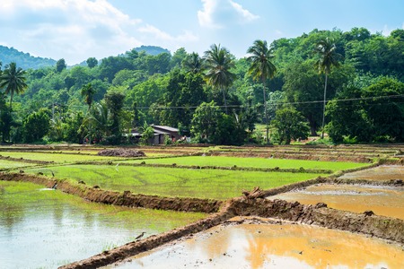 Fields with crops of rice in Sri Lankaの写真素材