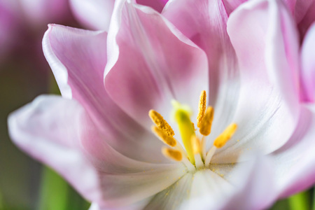 Middle of a beautiful pink tulip macroの写真素材