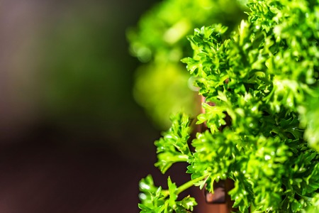 Parsley in wooden box on wooden background closeの写真素材