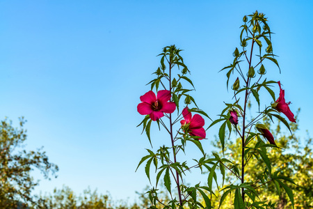Red Hibiscus flowering closeの写真素材