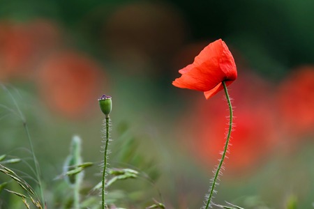 Single poppy flower with poppy field backgroundの写真素材
