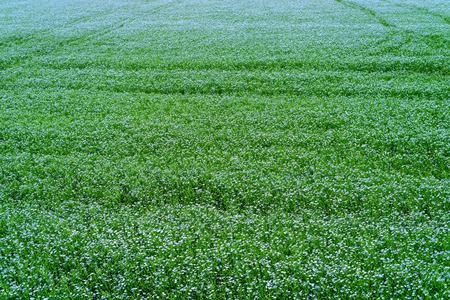 Blooming flax field