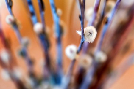 Sprigs of pussy-willow with buds in vase closeの写真素材