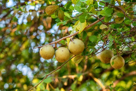 Limonia acidissima tree with fruit