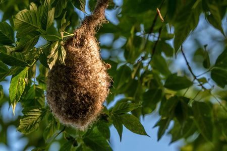 Eurasian penduline tit nestの写真素材