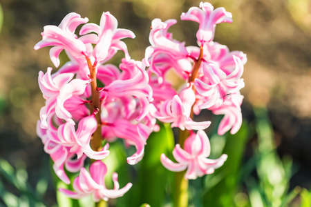 Beautiful pink Hyacinth flower closeの写真素材
