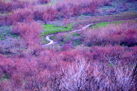 Blooming violet trees in valley scenic landscapeの写真素材