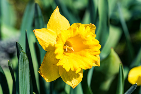 Yellow daffodil or Narcissus in garden closeの写真素材