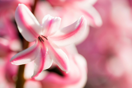 Beautiful pink Hyacinth flower closeの写真素材