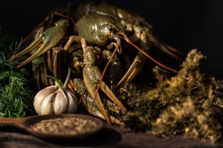 Raw crayfish with beer on wooden backgroundの写真素材