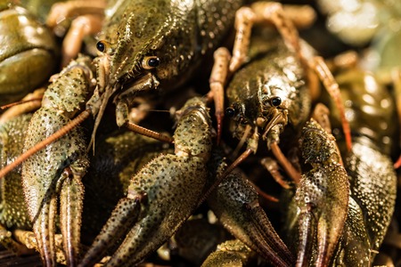 Raw crayfish with beer on wooden backgroundの写真素材