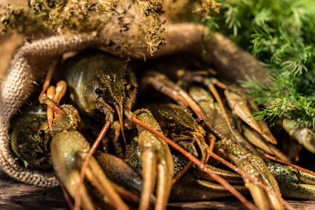 Raw crayfish with beer on wooden backgroundの写真素材