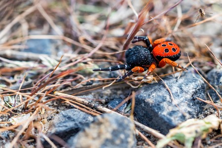 Ladybird spider or Eresus kollari closeの写真素材