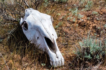 Horse skull in grass close upの写真素材