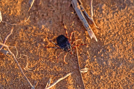 Hyalomma tick from Ixodidae family close