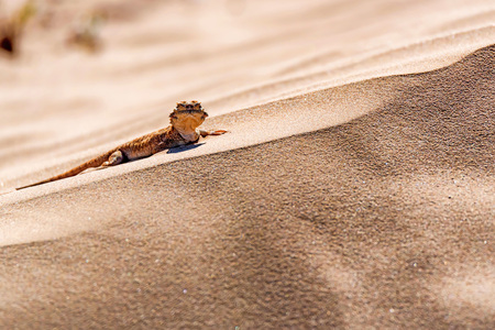 Spotted toad-headed Agama on sand closeの写真素材