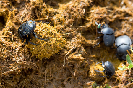Group of Scarabaeus sacer of Sacred Scarab in dungの写真素材