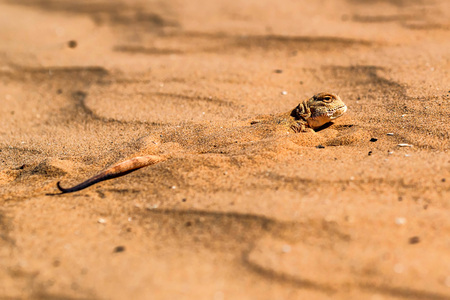 Spotted toad-headed Agama on sand closeの写真素材