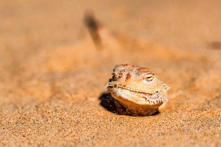 Spotted toad-headed Agama buried in sand closeの写真素材