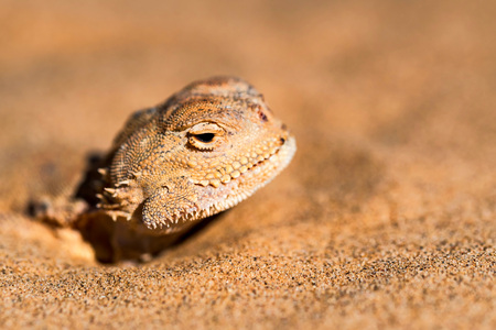 Spotted toad-headed Agama buried in sand closeの写真素材