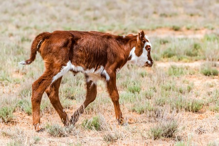 Pretty little calf in green pasture