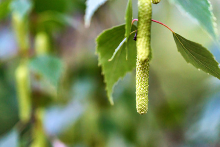 Birch branches with catkins in springの写真素材