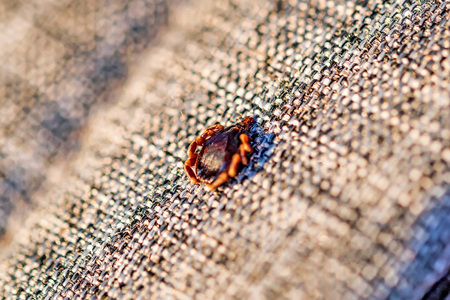 Dangerous parasite mite sits on cloth texture