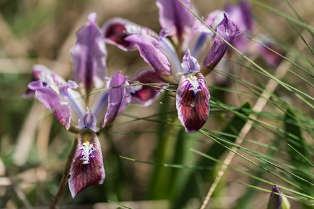 Wild purple irises in gardenの写真素材