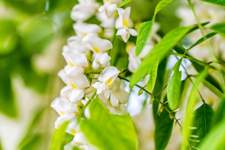 White acacia flowering in a sunny dayの写真素材