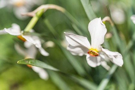 White daffodil or Narcissus in garden closeの写真素材