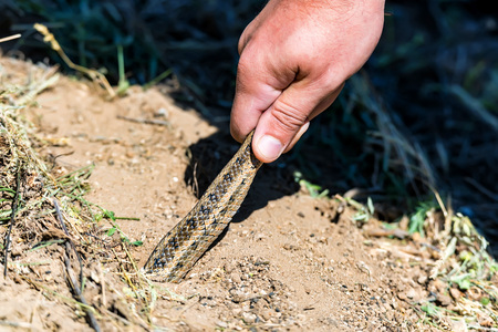 Hand holds Steppe ratsnake or Elaphe dioneの写真素材