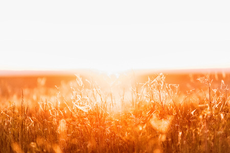 Beautiful sunset over the fieldの写真素材