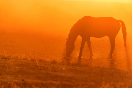 Wild horse grazes in the meadow at sunsetの写真素材