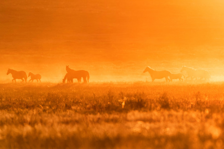 Wild horses graze in the meadow at sunsetの写真素材