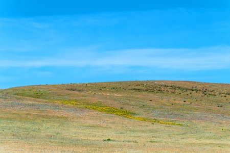 Spring landscape with blossoming flowers in field