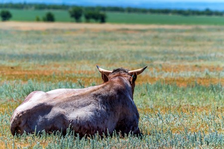 Back view bull rests in fieldの写真素材