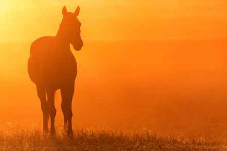Wild horse grazes in the meadow at sunsetの写真素材