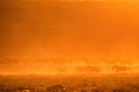 Wild horses graze in the meadow at sunsetの写真素材