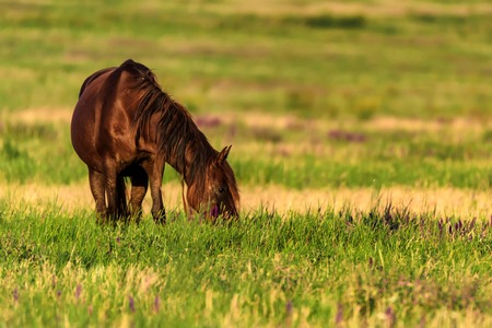 Wild horse grazes in the sunlit meadowの写真素材