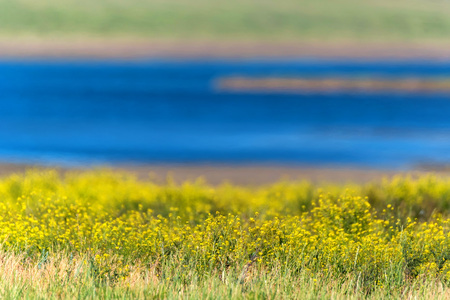 Beautiful summer landscape with flowers and riverの写真素材