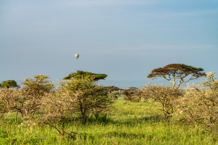 Hot air balloon in savannahの写真素材