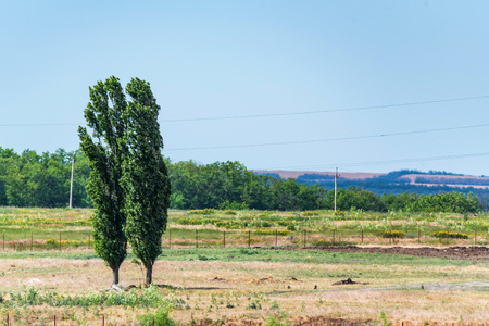 Two poplars in steppeの写真素材