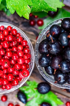 Ripe redcurrant and blackcurrant in glass bowlsの写真素材
