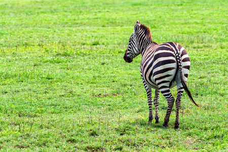 Zebra grazing in savannaの写真素材