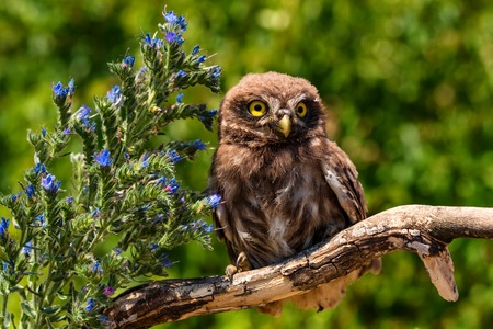 Little owl or Athene noctua perched on branchの写真素材