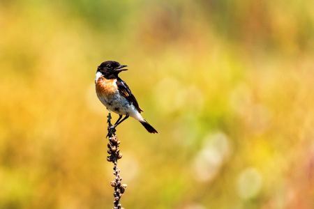 Male Europian stonechat or Saxicola rubicolaの写真素材