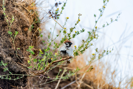 Eurasian Tree Sparrow or Passer montanus on twig.の写真素材
