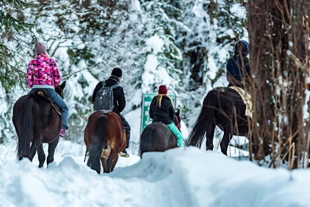 Tourists ride horses in winter forest back viewの写真素材