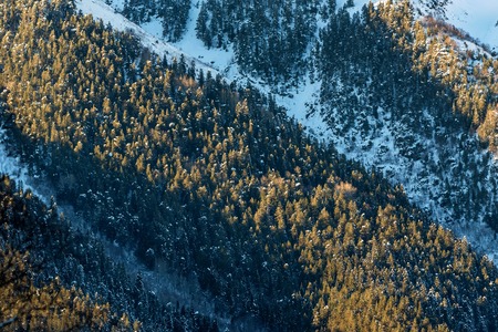 Snowy winter mountains with softwood forestの写真素材