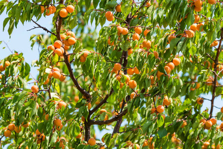 Fresh ripe apricots on treeの写真素材